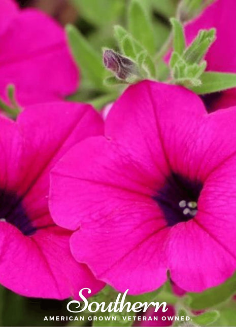 Shanin Wild Petunia – 250 Seeds