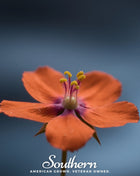 Scarlet Pimpernel – 100 Seeds