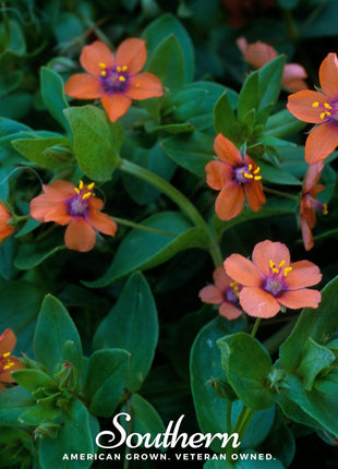 Scarlet Pimpernel – 100 Seeds