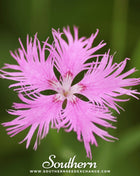 Fringed Pinks – 200 Seeds