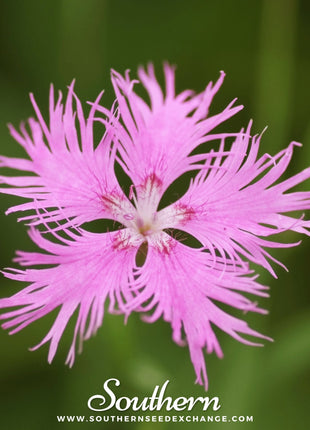 Fringed Pinks – 200 Seeds