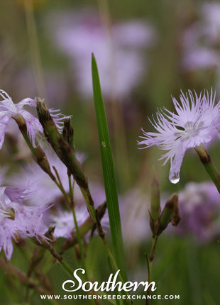 Fringed Pinks – 200 Seeds