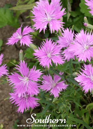 Fringed Pinks – 200 Seeds