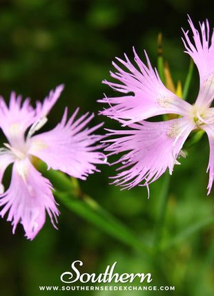 Fringed Pinks – 200 Seeds