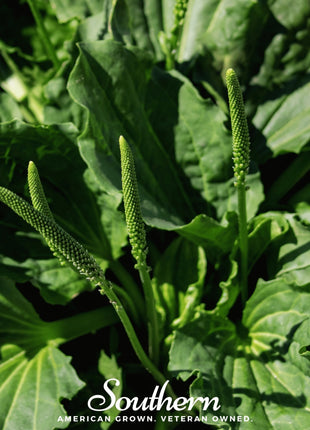 Plantain – 100 Seeds