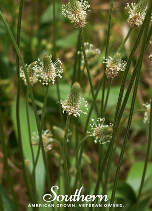 English Plantain – 100 Seeds