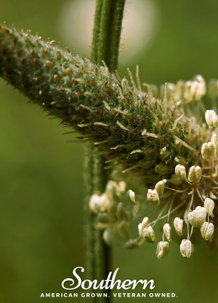 English Plantain – 100 Seeds