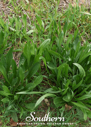 English Plantain – 100 Seeds