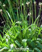 English Plantain – 100 Seeds