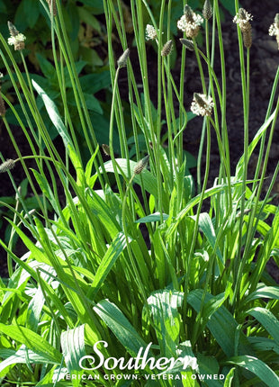 English Plantain – 100 Seeds