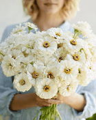 Polar Bear Zinnia – 100 Seeds