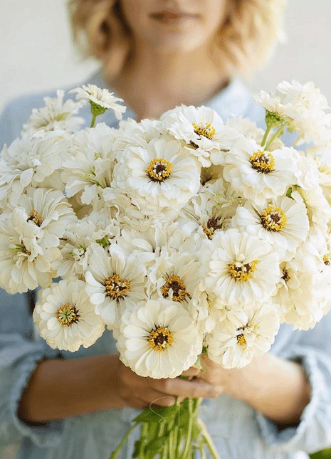 Polar Bear Zinnia – 100 Seeds
