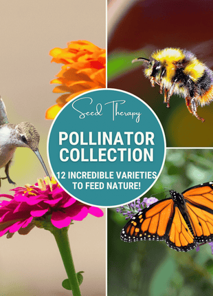 Pollinator Garden Seed Collection – 12 Varieties