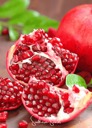 Pomegranate – 20 Seeds