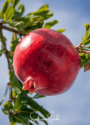 Pomegranate – 20 Seeds