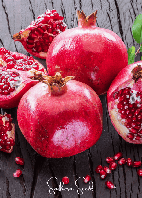 Pomegranate – 20 Seeds