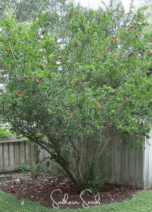 Pomegranate – 20 Seeds