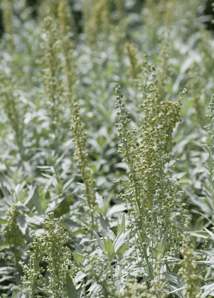Prairie Sage – 100 Seeds