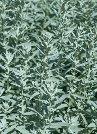 Prairie Sage – 100 Seeds