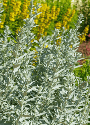 Prairie Sage – 100 Seeds