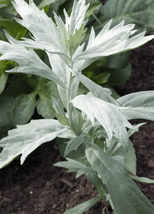 Prairie Sage – 100 Seeds