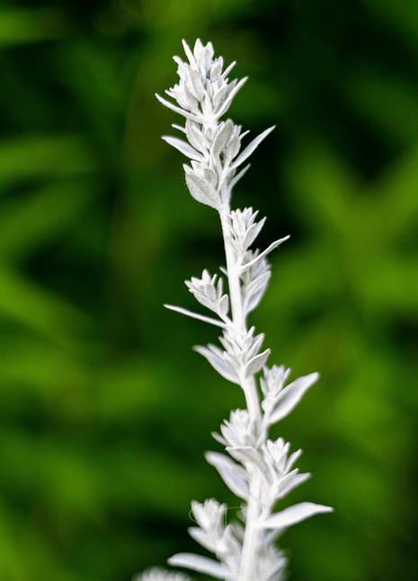 Prairie Sage – 100 Seeds