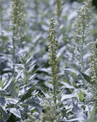 Prairie Sage – 100 Seeds