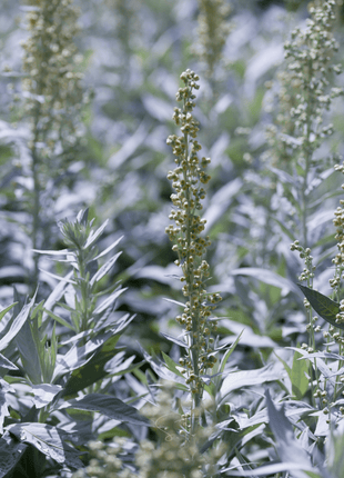 Prairie Sage – 100 Seeds