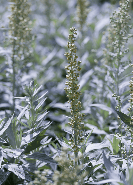 Prairie Sage – 100 Seeds