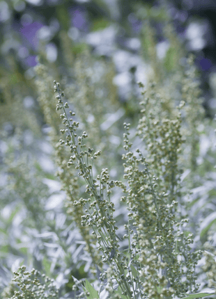 Prairie Sage – 100 Seeds