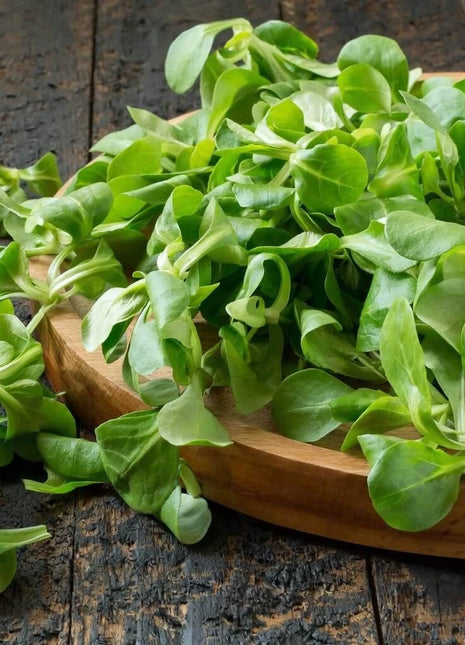Corn Salad – 100 Seeds
