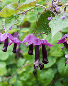 Purple Bell Vine – 10 Seeds