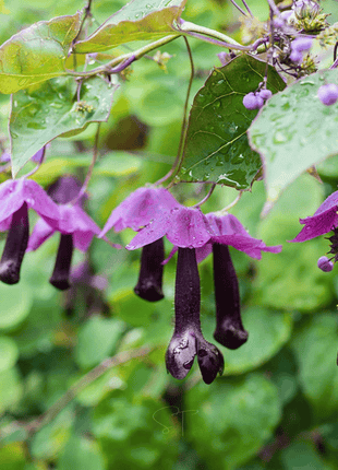 Purple Bell Vine – 10 Seeds