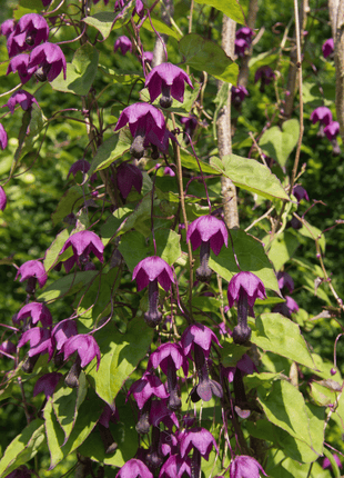 Purple Bell Vine – 10 Seeds