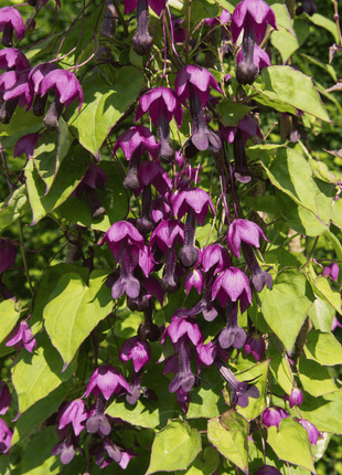 Purple Bell Vine – 10 Seeds
