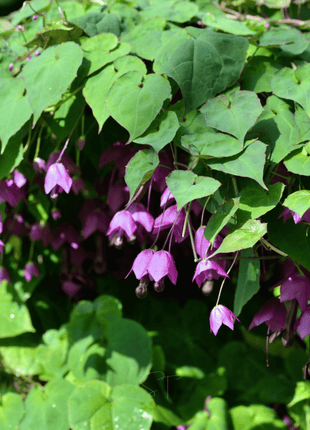 Purple Bell Vine – 10 Seeds