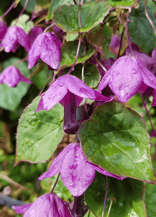 Purple Bell Vine – 10 Seeds