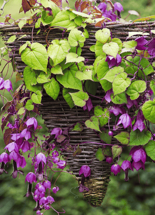Purple Bell Vine – 10 Seeds