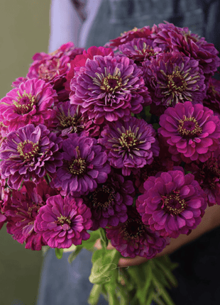 Purple Prince Zinnia – 100 Seeds
