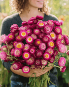 Purple-Red Strawflower – 100 Seeds
