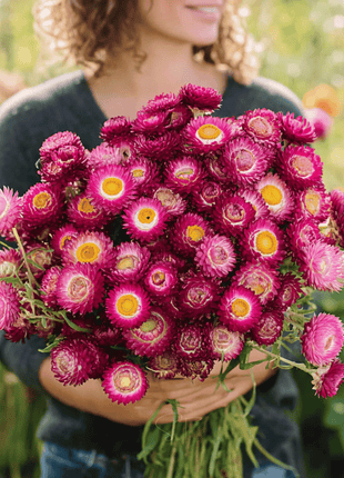 Purple-Red Strawflower – 100 Seeds