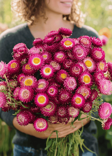 Purple-Red Strawflower – 100 Seeds