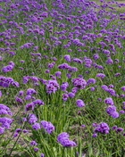 Purple Top Vervain – 100 Seeds