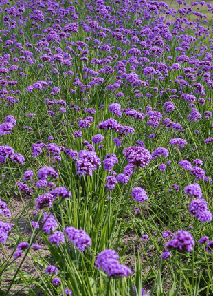 Purple Top Vervain – 100 Seeds