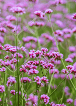 Purple Top Vervain – 100 Seeds