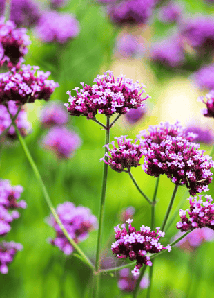 Purple Top Vervain – 100 Seeds