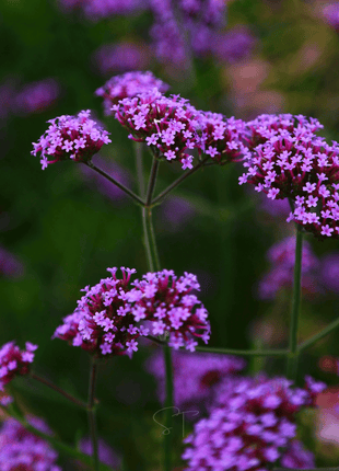 Purple Top Vervain – 100 Seeds