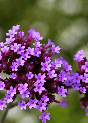 Purple Top Vervain – 100 Seeds