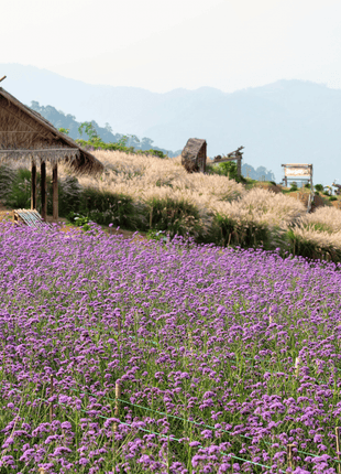 Purple Top Vervain – 100 Seeds
