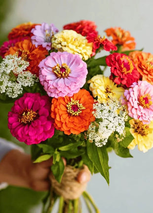 Cut & Come Again Zinnia – 50 Seeds